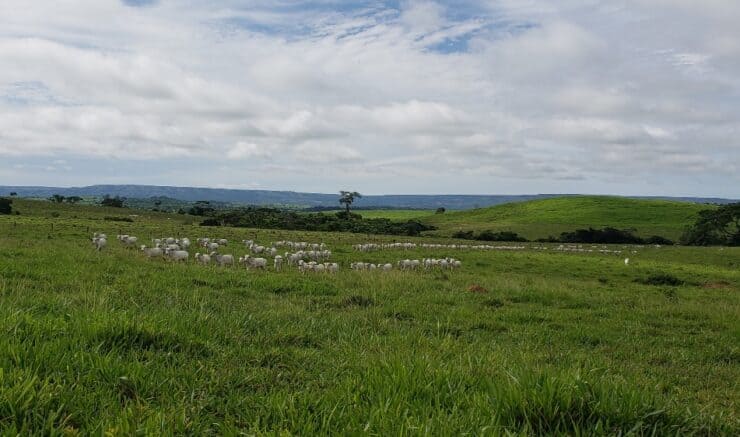 Área de pastagem com bovinos