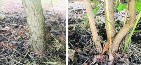 Diferença dos caules do Coffea arabica e Coffea canephora