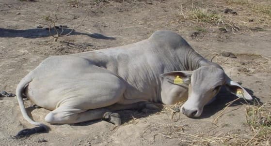 Bovino com botulismo