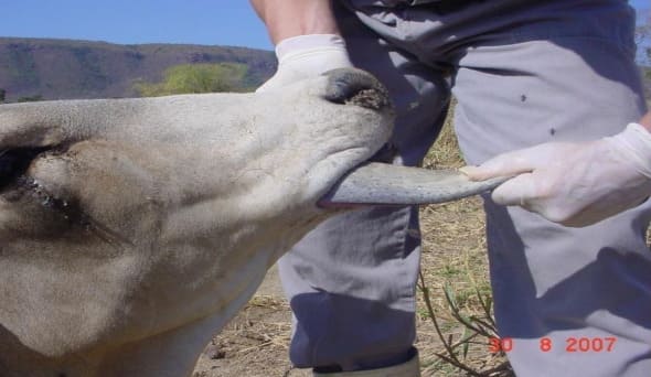 Hipotonia em bovino com botulismo