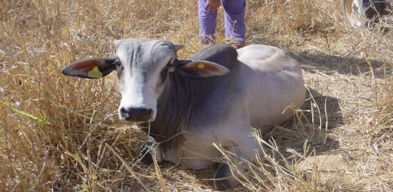 Bovino com botulismo