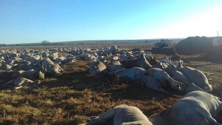 Surto de botulismo em bovinos
