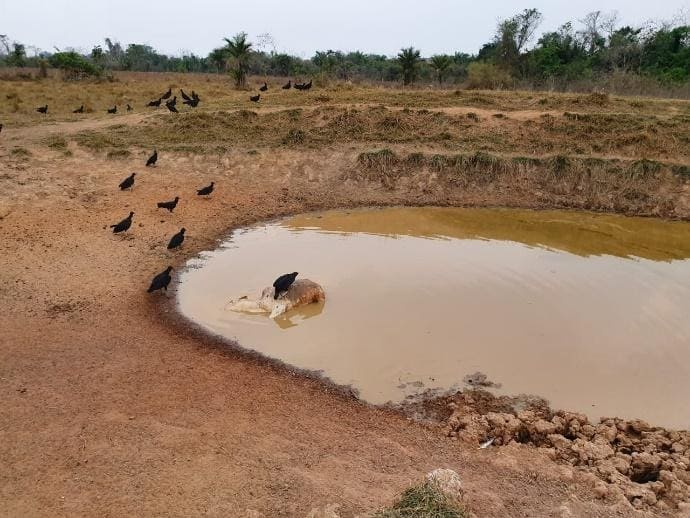 Animal em decomposição contaminando água de açude