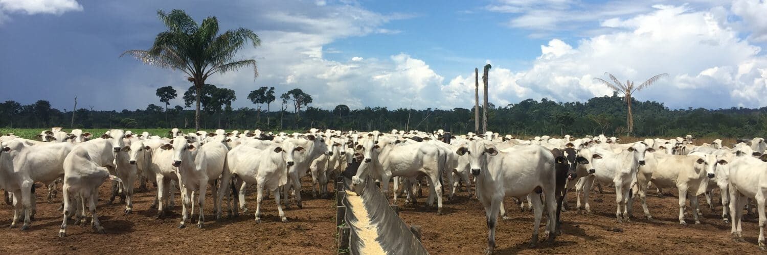 Cocho para o gado de corte