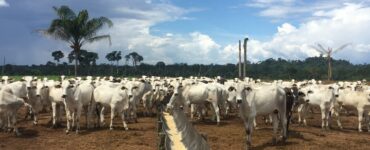 Cocho para o gado de corte