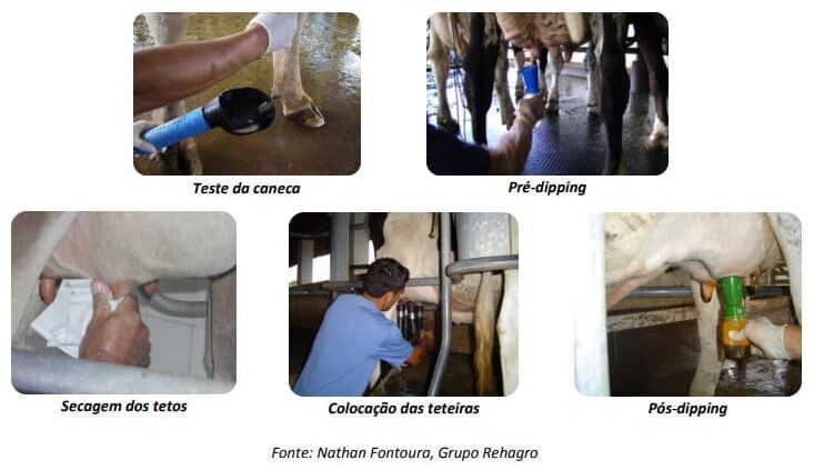 Sequência de imagens mostrando uma rotina adequada de ordenha