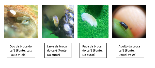 Ciclo da broca-do-café