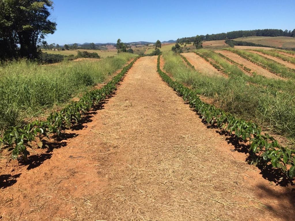 Lavoura de café manejada com braquiária
