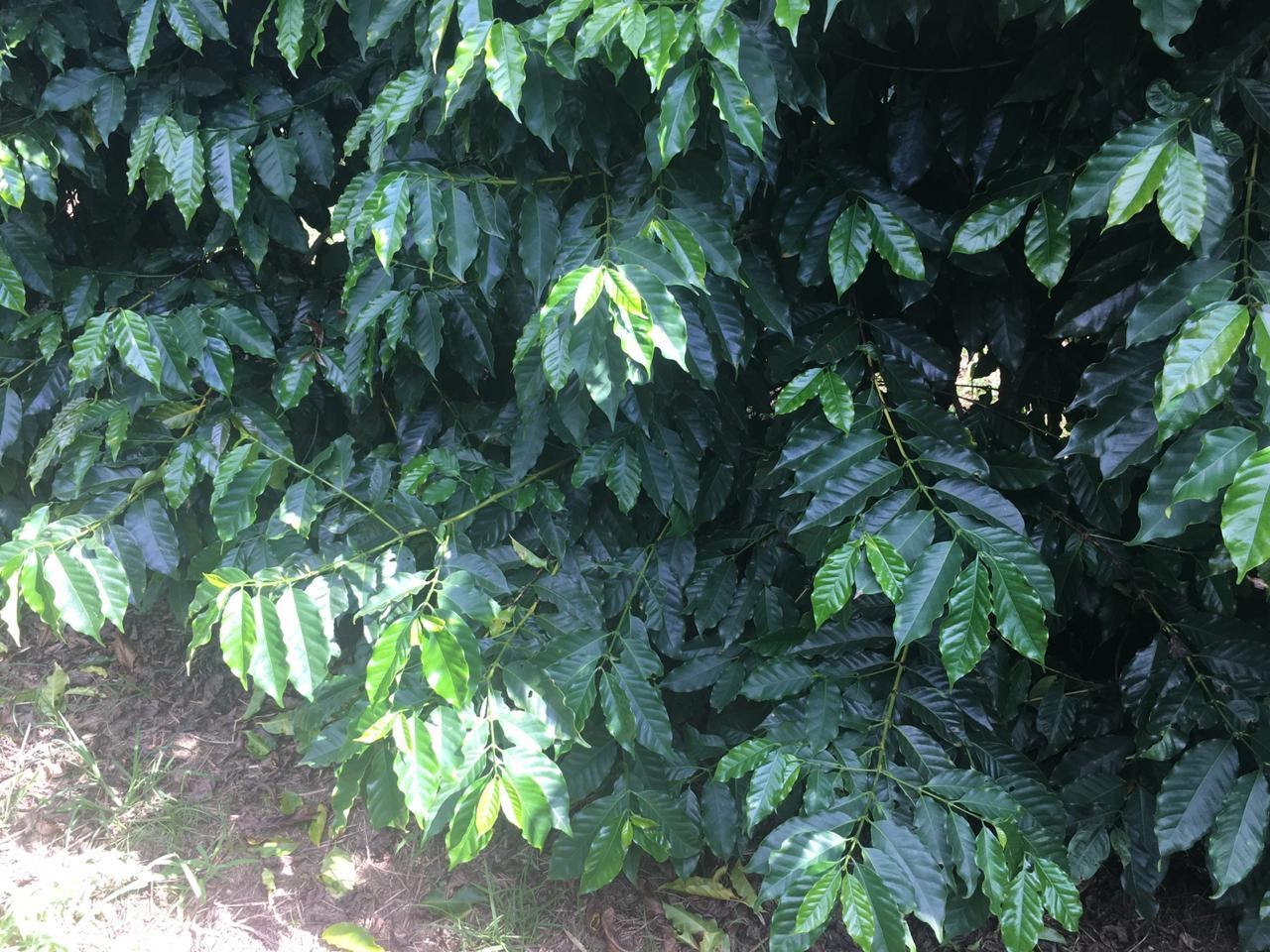 Lavoura com aplicação de composto orgânico