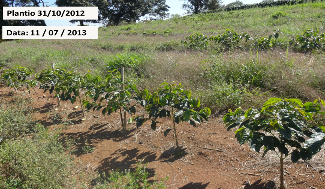 Plantio de café realizado em outubro