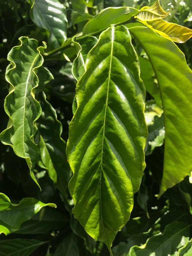 Folha da espécie Coffea canephora