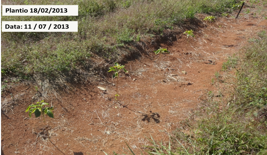 Plantio de café realizado em fevereiro