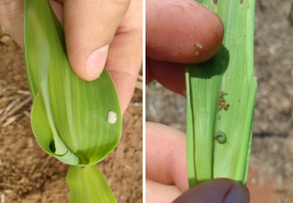 Postura e lagartas em 3º instar de Spodoptera Frugiperda em planta de milho na pré-dessecação