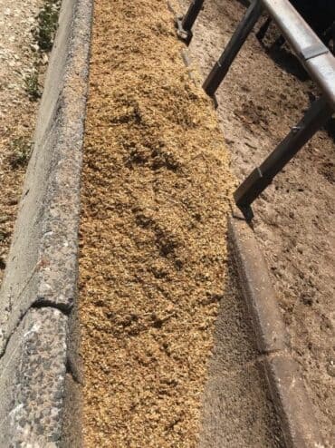 Alimento mal distribuído no cocho