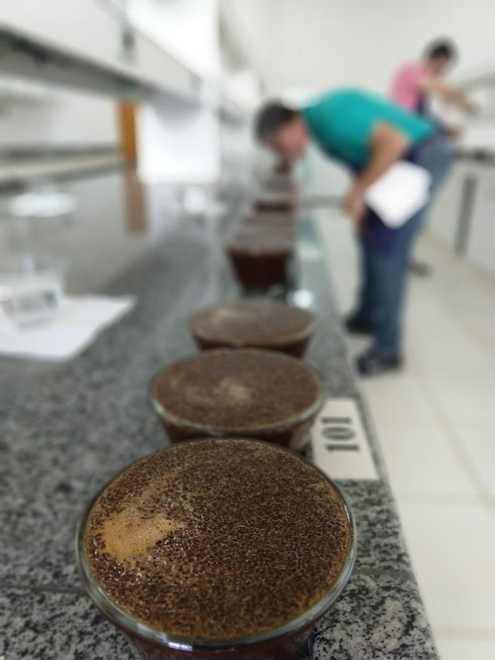 Prova de xícara para análise sensorial do café