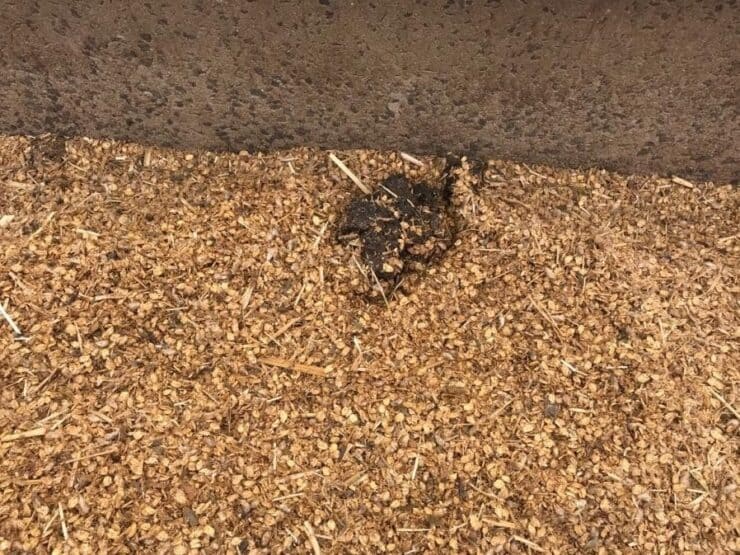 Fezes dentro de cocho