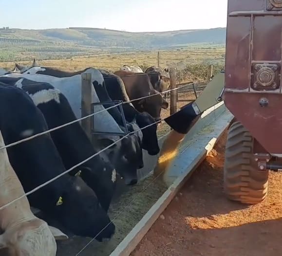 Distribuição do trato para bovinos confinados