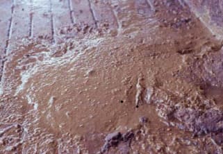 Escore 1 de fezes bovinas