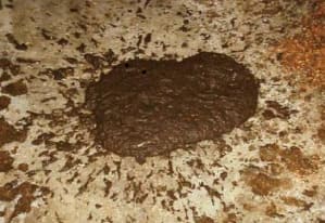 Escore 2 de fezes bovinas