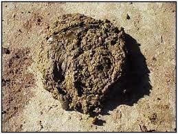 Escore 4 de fezes bovinas