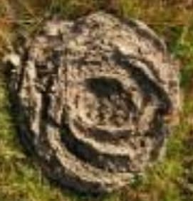 Escore 5 de fezes bovinas