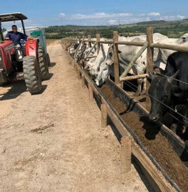 Trato de bovinos em confinamento
