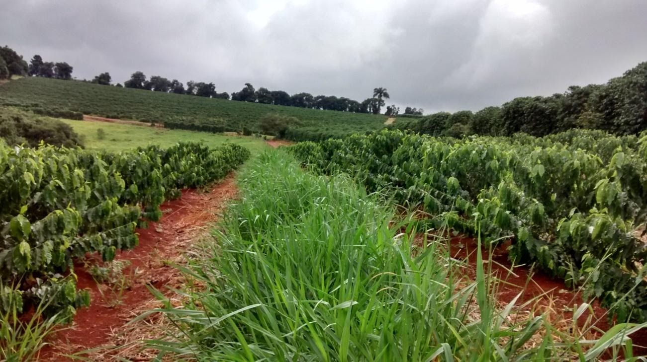 Brachiaria ruziziensis nas linhas de plantio do café