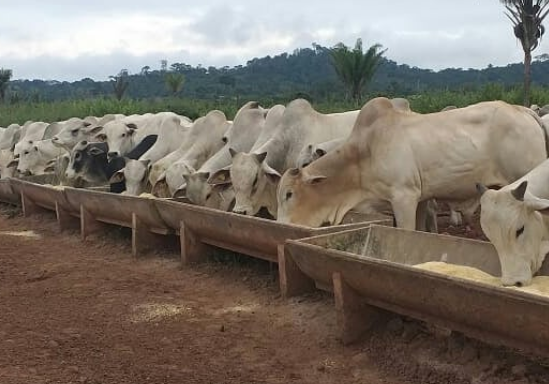 Suplementação sendo fornecida para gado de corte