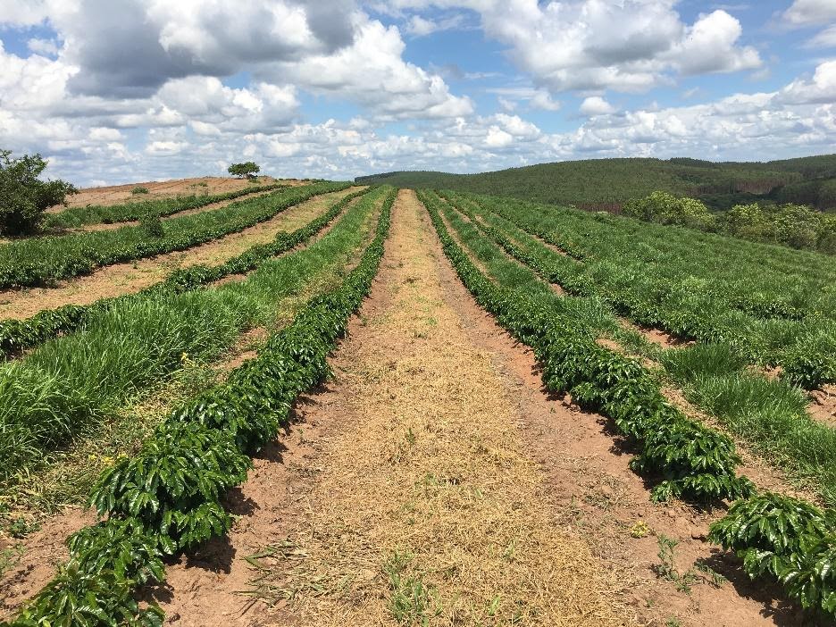 Manejo da Braquiária com linhas alternadas