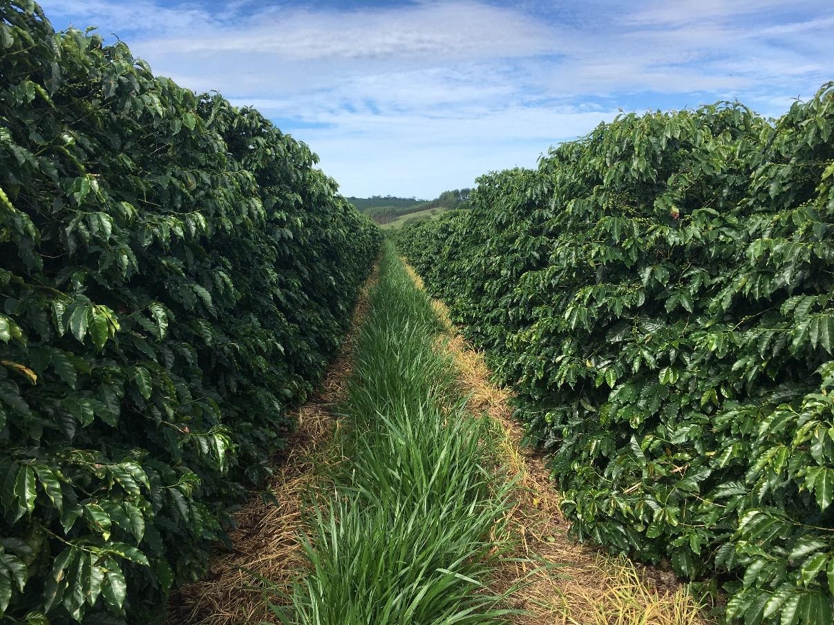 Braquiária na entrelinha do cafeeiro de lavouras adultas