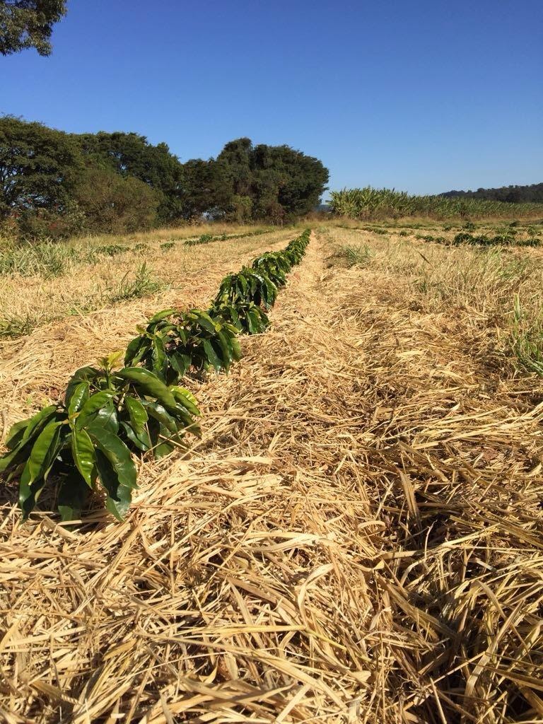 Palhada da braquiária nas entrelinhas do plantio de café