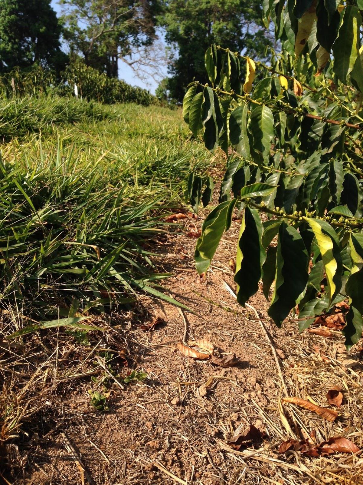 Brachiaria decumbens nas entrelinhas do café