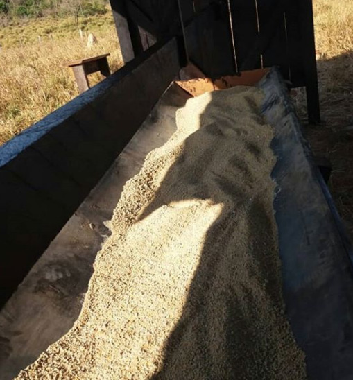 Suplementação para gado de corte em cocho