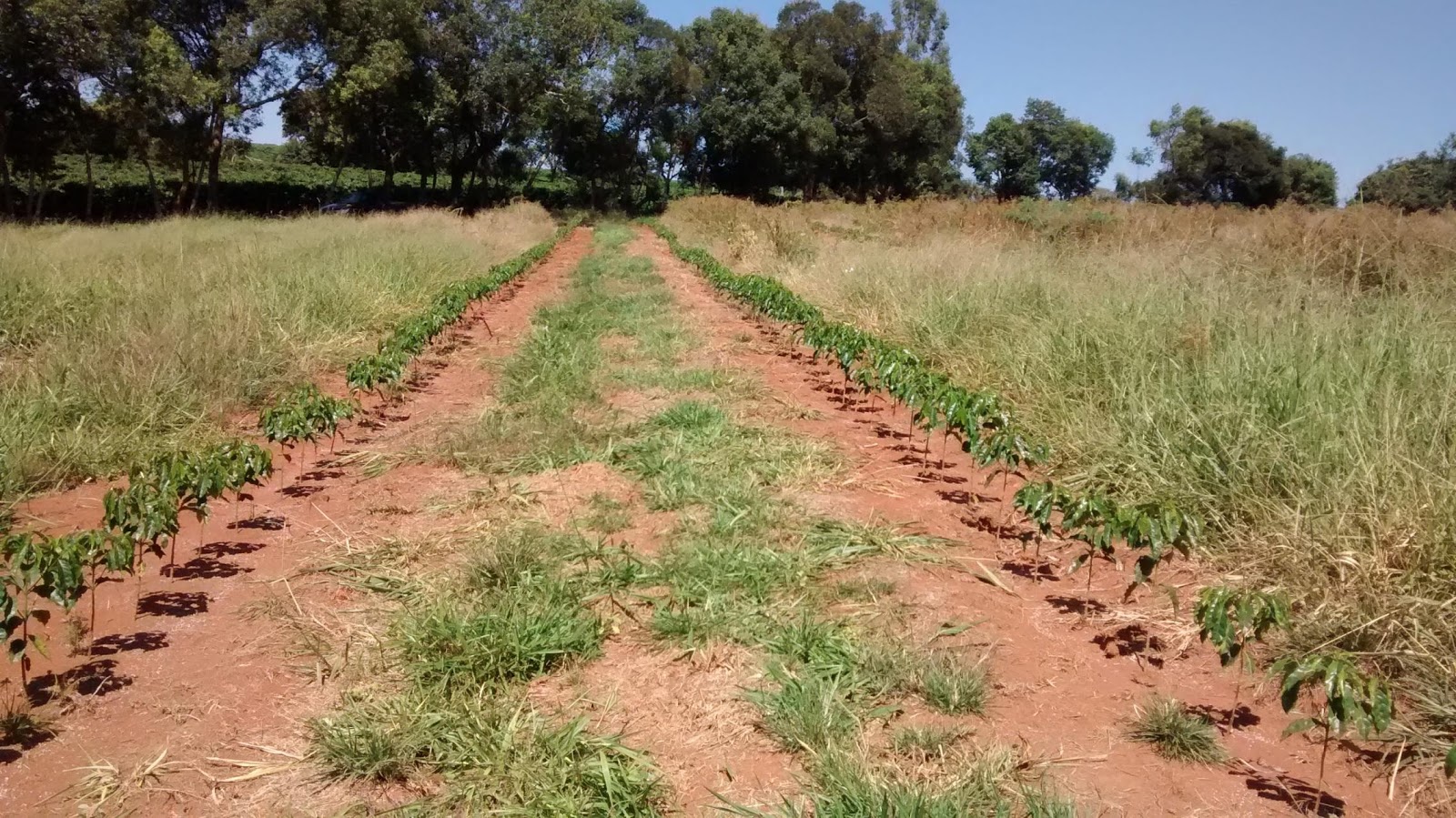Brachiaria brizantha nas linhas de plantio de café