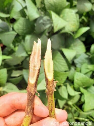 Raiz da soja afetada pela podridão vermelha