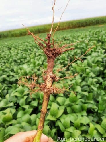 Raiz de soja afetada pela podridão vermelha