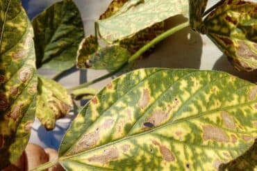 Folha com sintomas de podridão vermelha