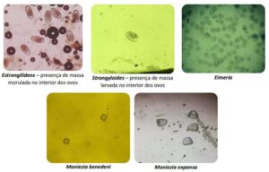 Ovos de vermes em microscópio