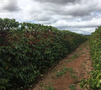 Lavoura de café com bom espaçamento