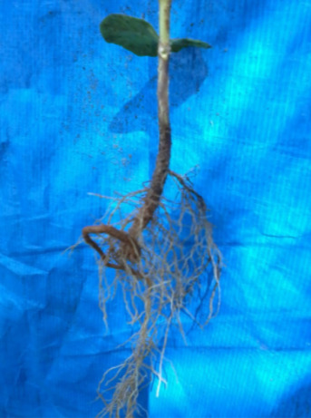 Pião torto em muda de café