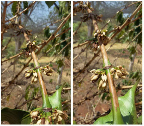 Florada de café em seca e alta temperatura.