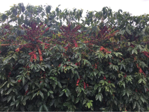 Cultivar Catuaí 99 na terceira safra