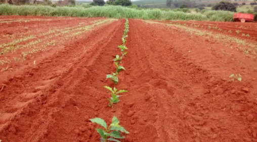 Café sendo plantado em lavoura