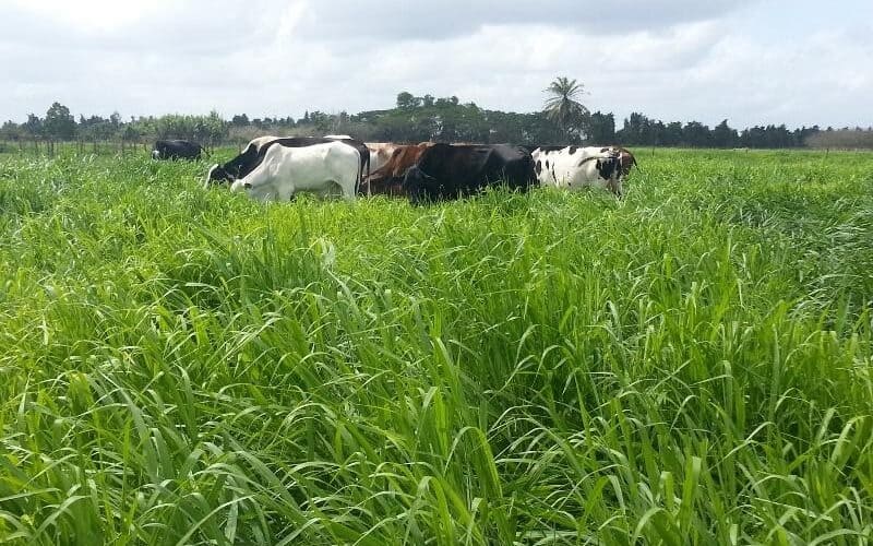 Consumo de bovinos a pasto