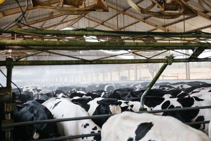 Resfriamento de vacas leiteiras