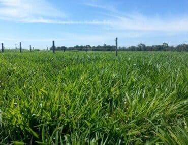 Estrutura de pastagem