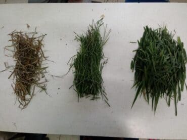 Análise de folhas da pastagem