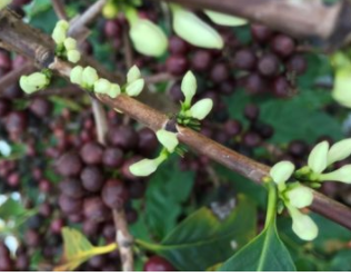 Planta do café com crescimento de flores indesejadas.