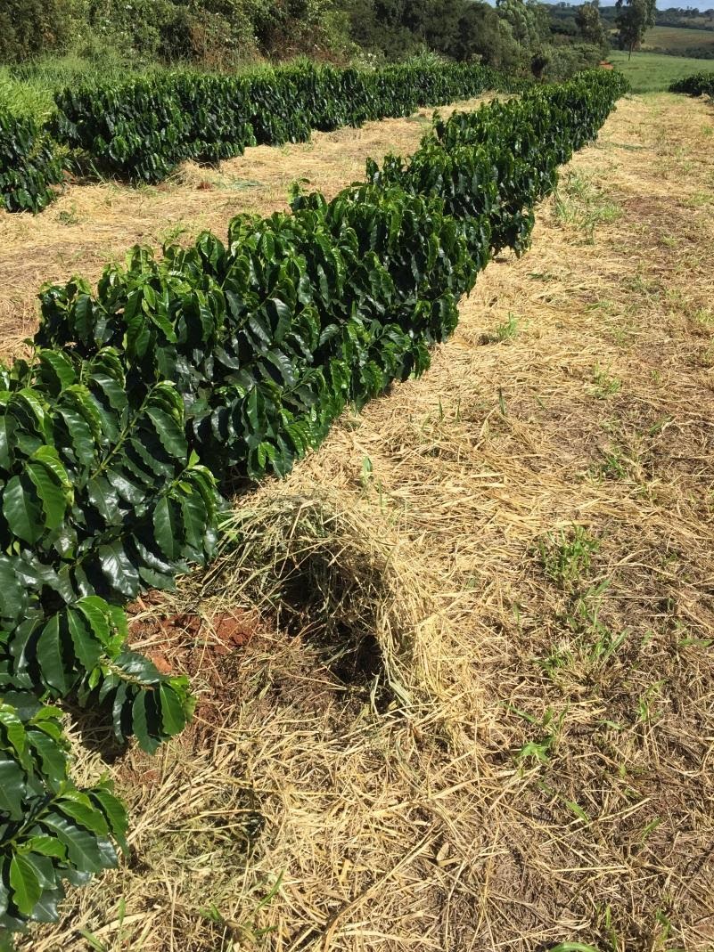 Braquiária roçada na projeção da saia das plantas com intuito de amenizar o déficit hídrico no período seco.
