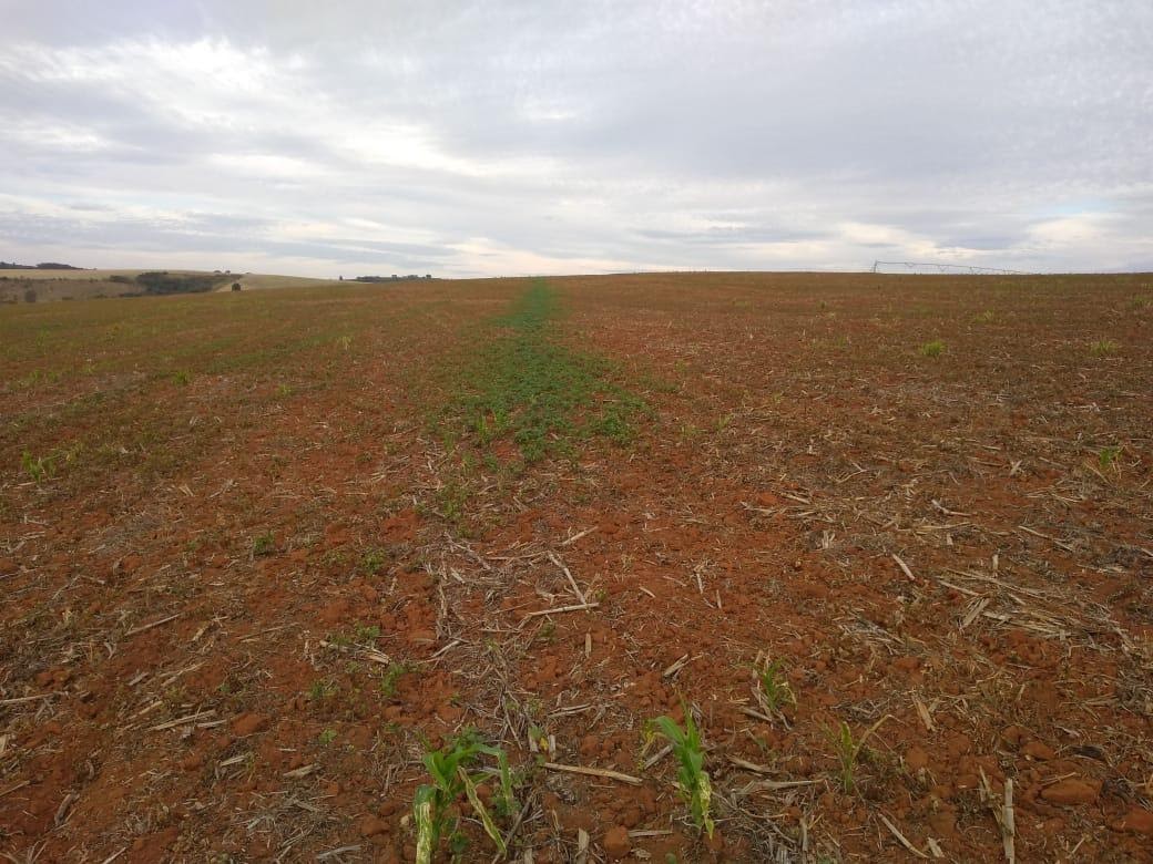 Faixa de plantas daninhas em um campo não controladas por motivos da qualidade de aplicação.